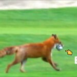 Animal Encounters on the Golf course