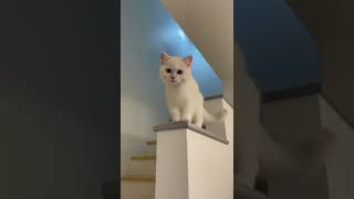 cute funny cat funny videos #shorts #viral#ゴルフ女子 #trending #tiktok #animal #comedy