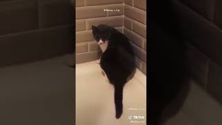 cute funny cat funny videos #shorts #viral#ゴルフ女子 #trending #tiktok #animal #comedy