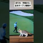 ゴルフ中継に反応する子猫